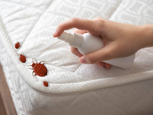 Best Bed Bug Extermination  in Columbia, SC